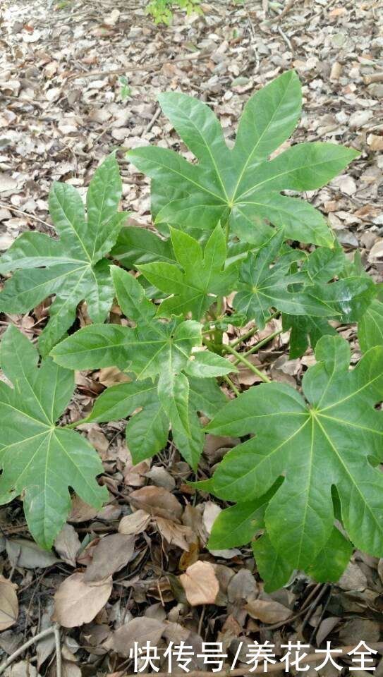 八角|家里养盆“八角金盘”，净化空气效果好，满屋子生机盎然