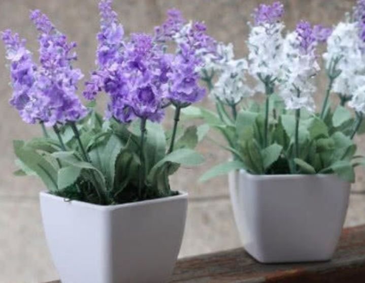 家养这些植物，阳台开出花海，开花漂亮，清香怡人