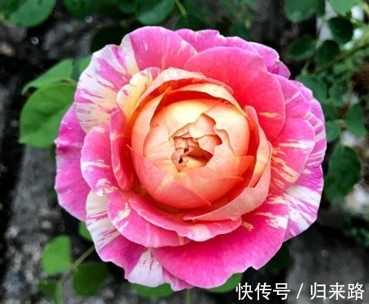 茉莉|小雪后,养什么花?以下3种“如意花”,寓意五福临门幸福如意