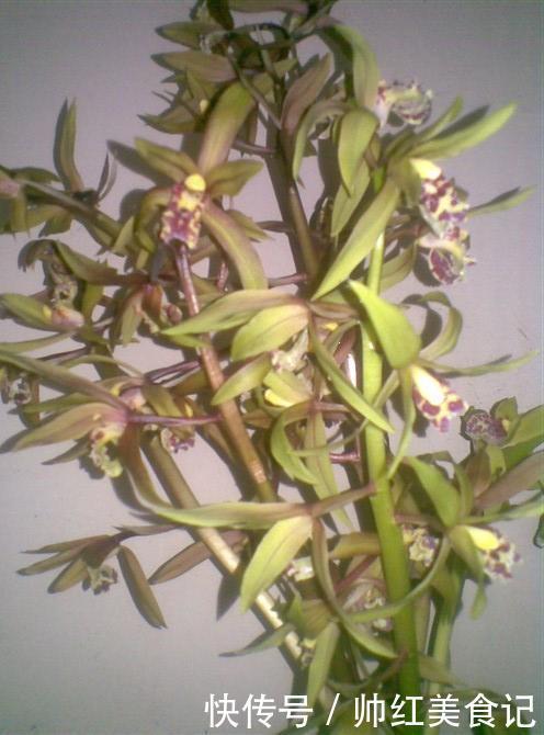 山上也能寻得“好兰花”,看准这5点,找到比花店还好的兰花!