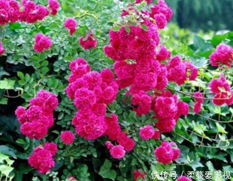 养花就养个花期长的,花姿妖娆,四季繁花似锦,姿色艳丽