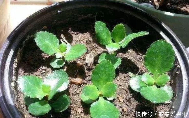 家中常养5种花“不用买”掐个枝条插土里就能活，7天就生根！