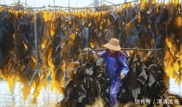 降血压|海带可降低血管胆固醇,可以降血压,医生:3种人不适宜吃海带