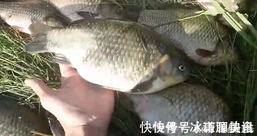 打窝2天后再去钓鱼,每一条鲫鱼都很肥,是野生鲫鱼?