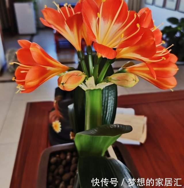 烂根|君子兰这样养，不黄叶不烂根，叶绿花艳，开花多