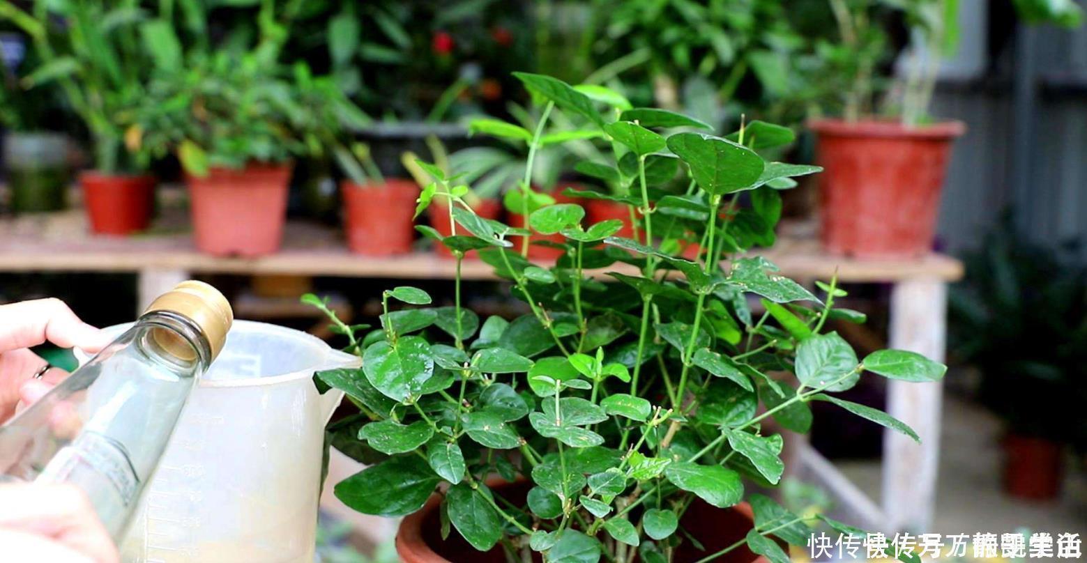 酸性|盆栽花都怕“碱性”,养花学会2个技巧,土壤呈酸性,叶绿开花多