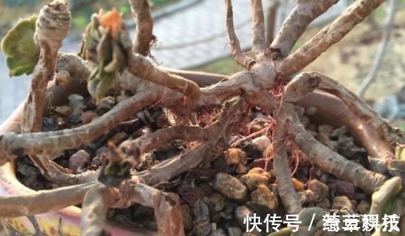 水桩|多肉老桩有真伪,3种“伪老桩”鉴别,揭开真面目,避免被忽悠