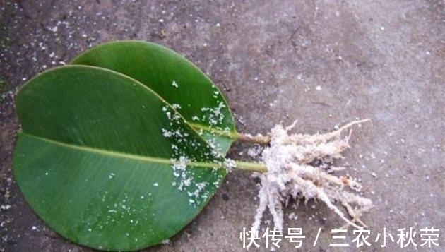 橡皮树扦插繁殖正当时! 一张叶、一截枝, 长成一棵树!