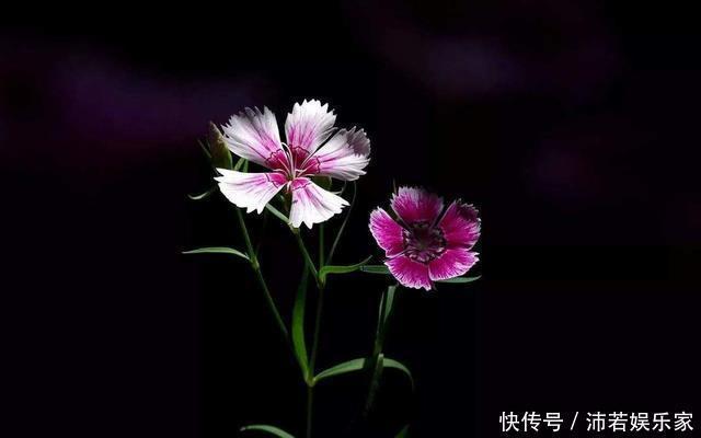 花花|这种花常被低估,一不小心开半年,送人也有面