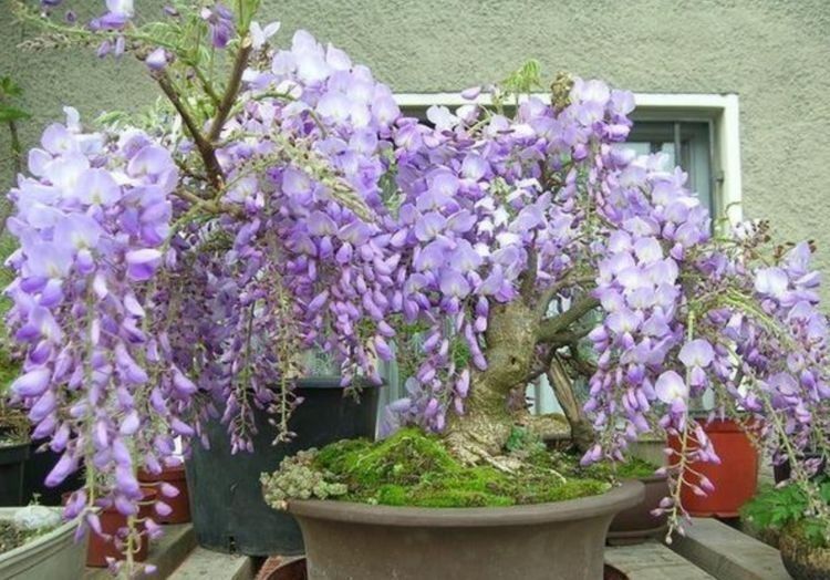 几款艳美的花卉，花大色艳花期长，好运财运来，家中必备