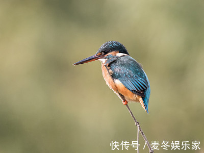 魅力|越老福气越旺，年纪越大越有魅力，还会给家庭带来财运的生肖女