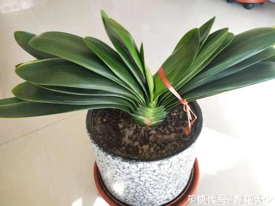 烂芯|夏天养君子兰,烂叶烂芯烂根,太难养了