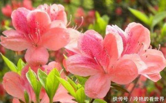 居家养花,就选优良玫瑰冷美人,冷艳妖娆,香味扑鼻