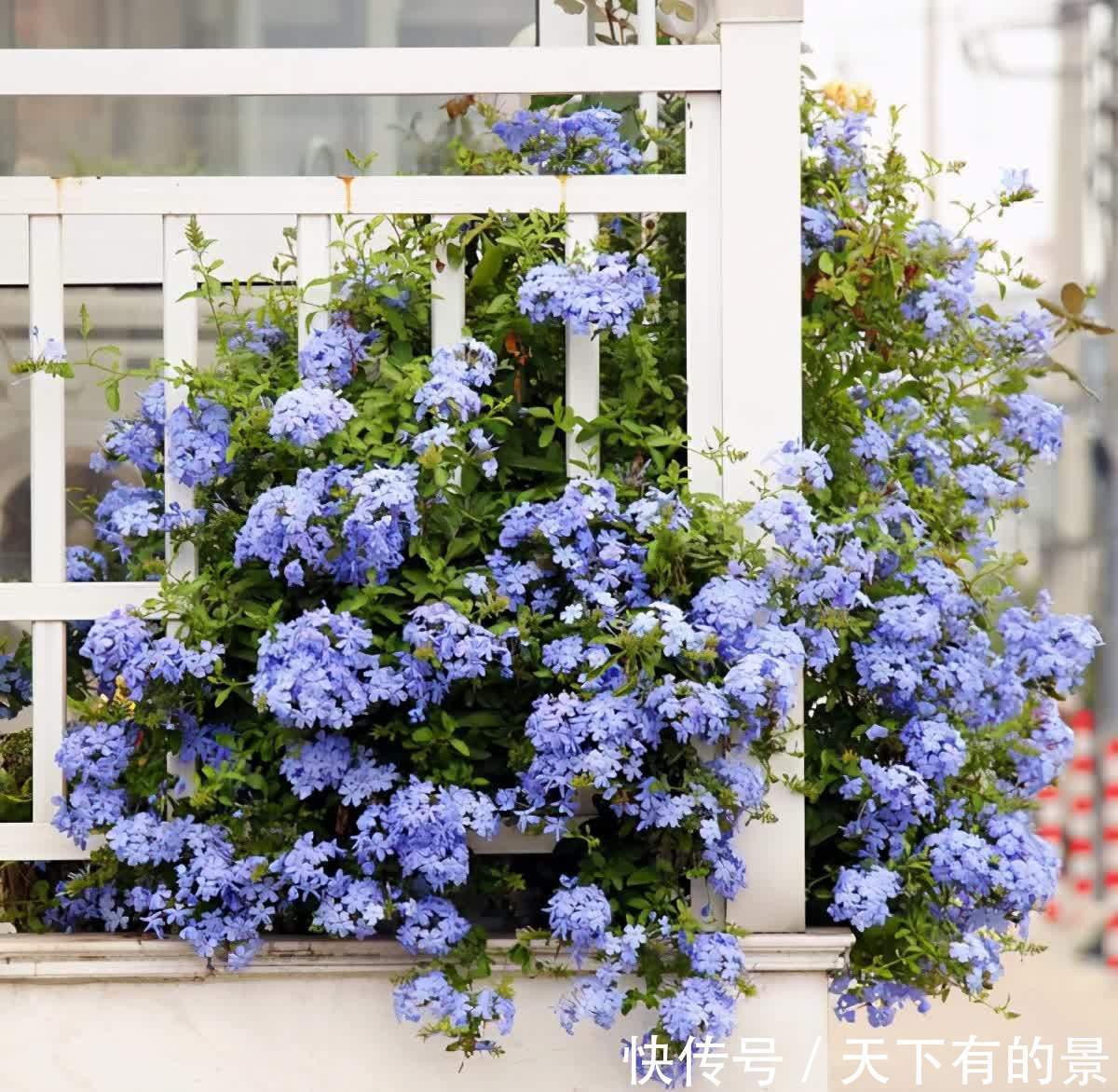 家中养这几种花,让家中增色不少,对比一下优缺点,看看谁更好