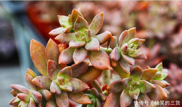 徒长|冬天养多肉,最怕3种水,一定要管住手,太勤快肉肉死的越快