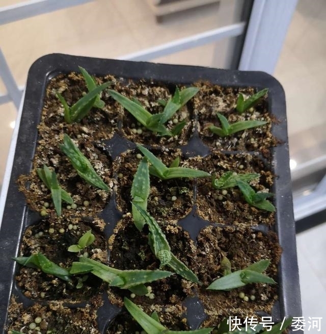 花草|养花万能水，每月用2次，补水补养分，还不用施肥