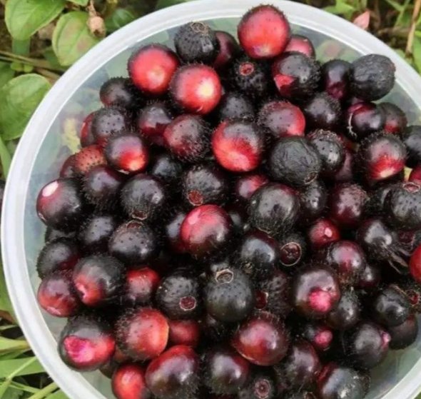 生長于鄉下的“天然鈣果”，含鈣7倍多，潛力巨大