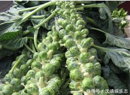 马齿苋|常吃以下3种野菜对身体好,能清热解毒,凉血止血,不妨一试