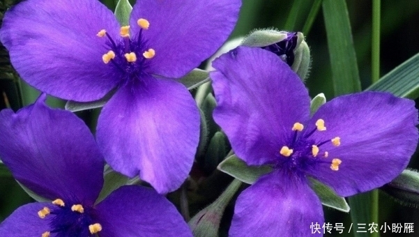 像蝴蝶翩翩飞舞,还是自由的象征,制作香水常用物,它就是鸢尾花