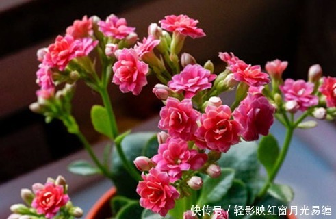 这三种绿植最欠收拾,越是给它剪光头越能长势凶猛!太好养了真是