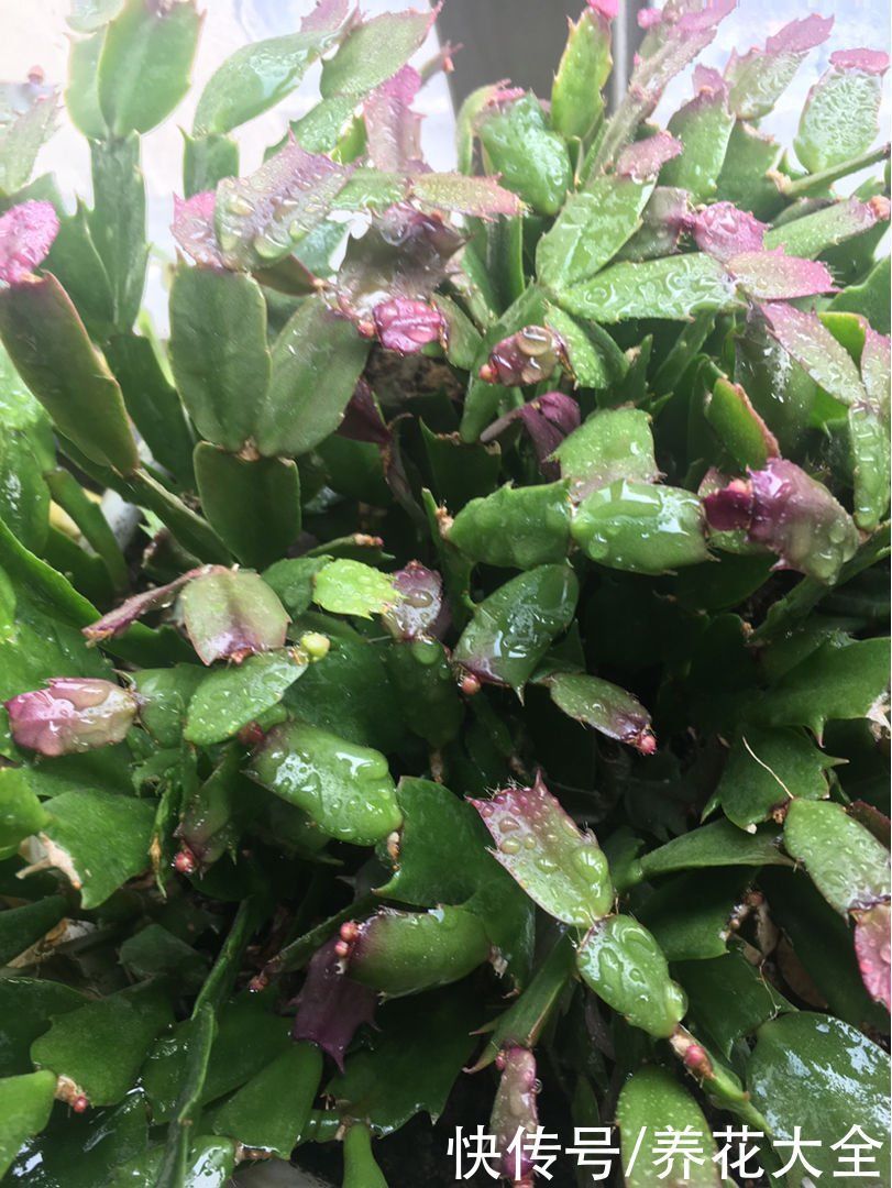 养花烂根不光浇水太多,其实有4个原因,对症下药是关键