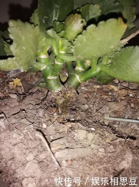 浇水|6种花,夏天一定要管住手,水一多就浇死,很多人不知道