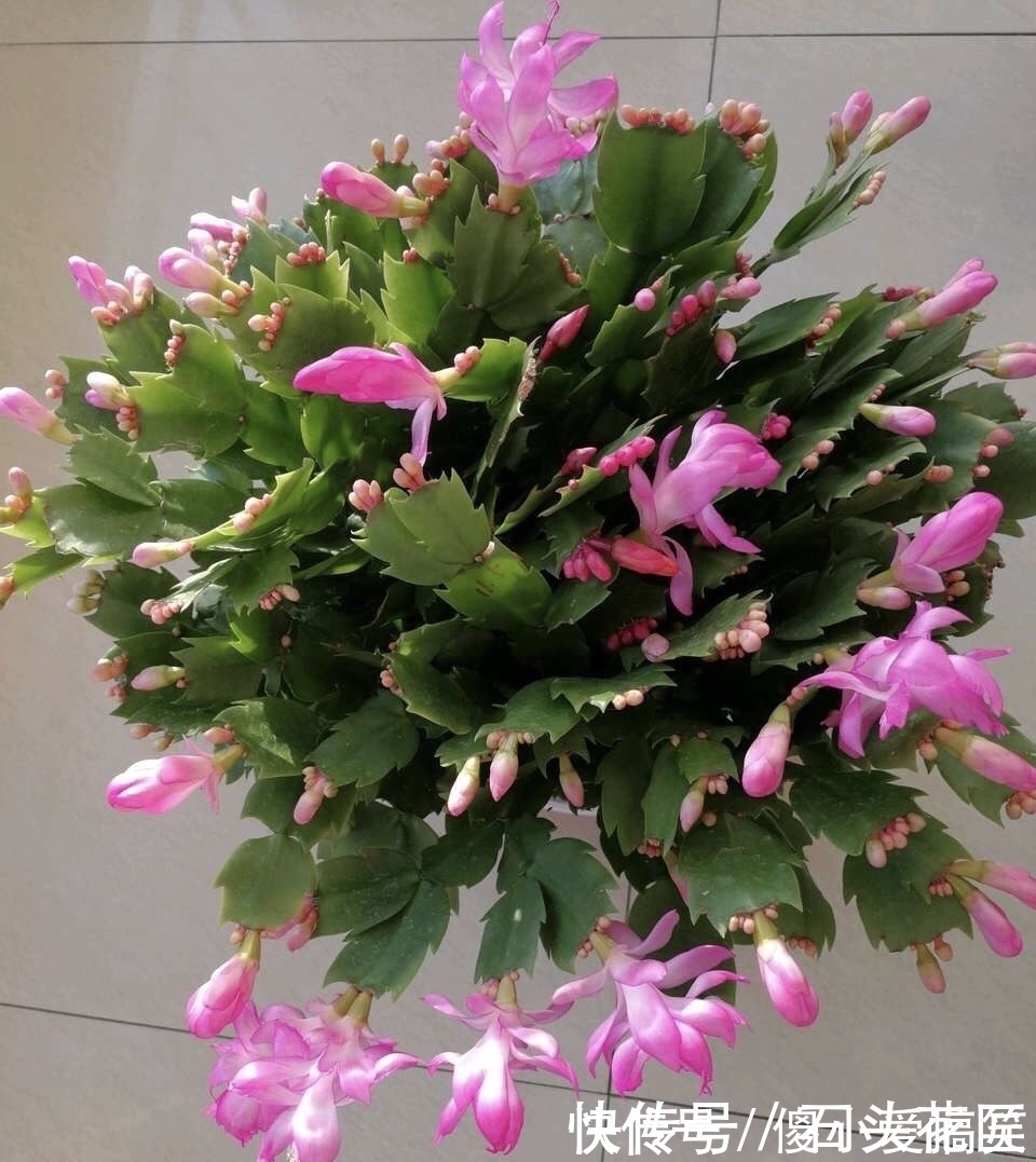 花友评选出6种“良心”好花,价格不高、花朵都是“高颜值”