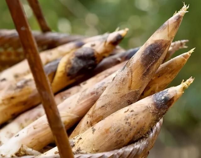 买春笋，别看大小挑选！牢记“4买”，选的春笋清香脆嫩，特新鲜