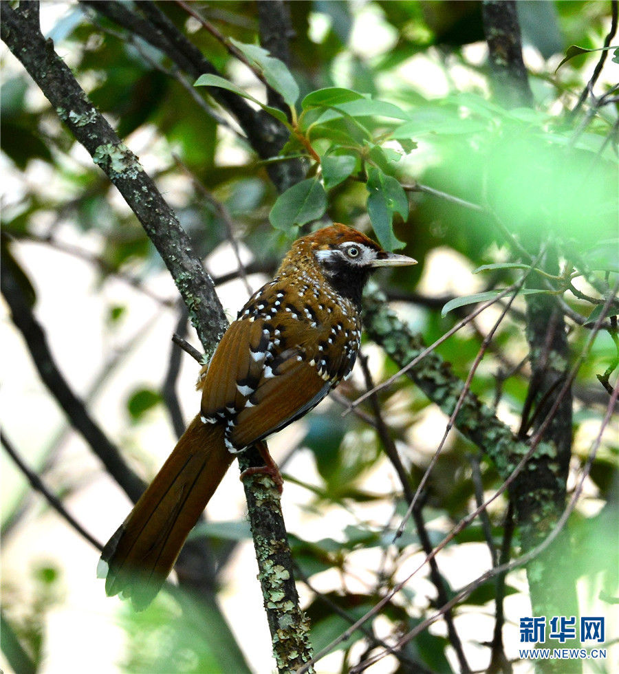 丽江老君山：鸟儿的乐园|领略生物多样性之美| 老君山