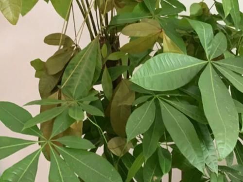 一叶兰|低于5度,6种花一整个冬天不浇水,也能照样活!