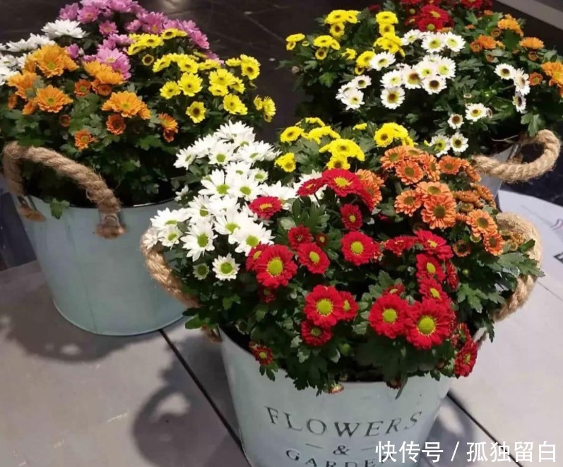多菌灵水|刚买的花盆、旧盆不能直接拿来养花,这么处理后,盆栽植物无忧