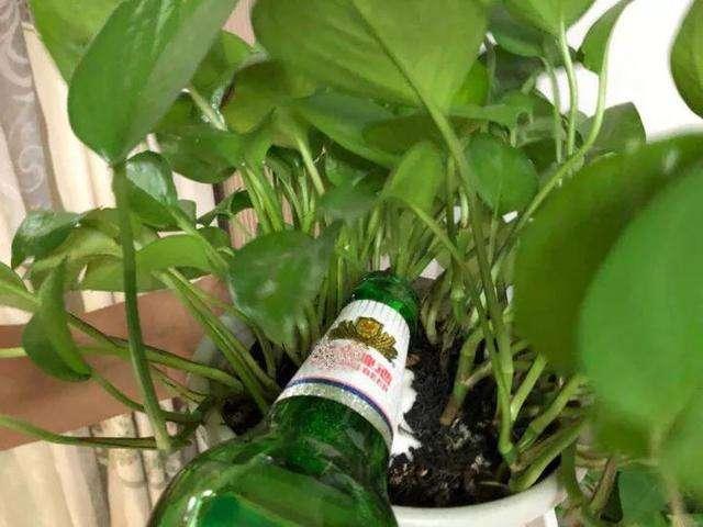 浇花|3种花都是“小酒鬼”,1个月喂2次,土壤疏松透气,叶片油绿发亮