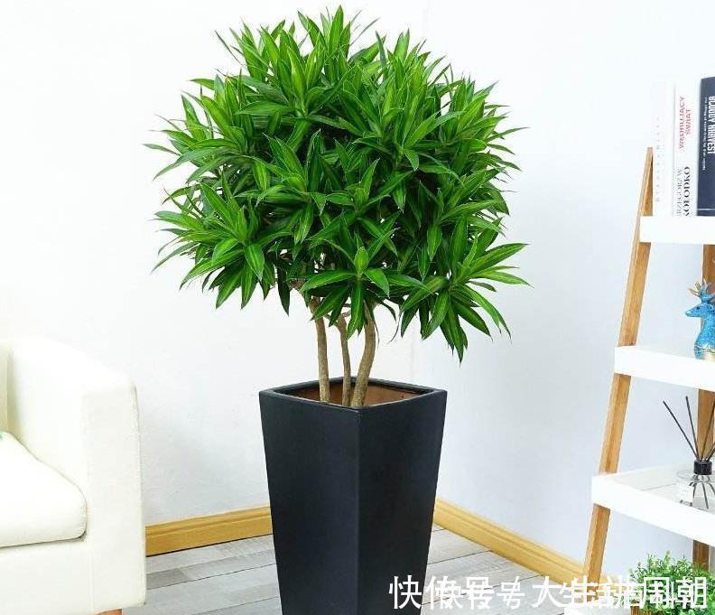 水竹|家里养上5种“竹”,吉祥“好运”,清雅大气,添福又添丁