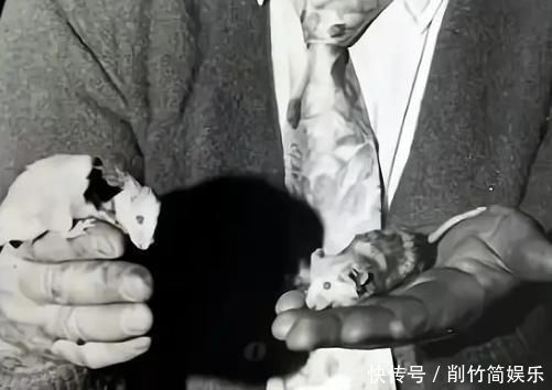 卡尔霍恩 令人深思的25号宇宙实验:鼠类生活在人造天堂,560天后面临消亡