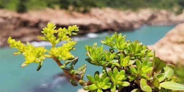 阳台上的一盆多肉植物“撑裂”成这个样子我以为只是淋雨淋的