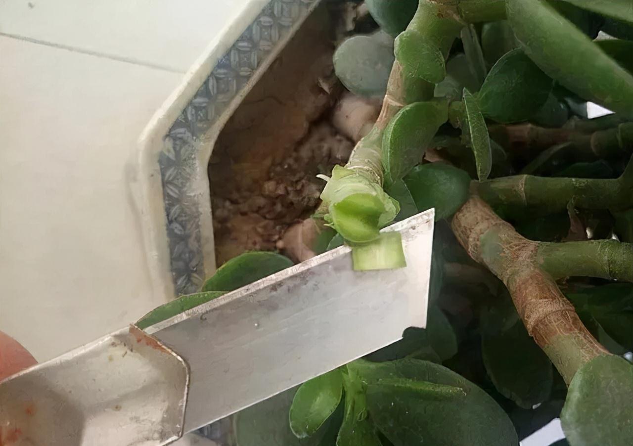 玉树砍一刀,插上长寿花,10天就成活,5个花色轮番开,变大花树