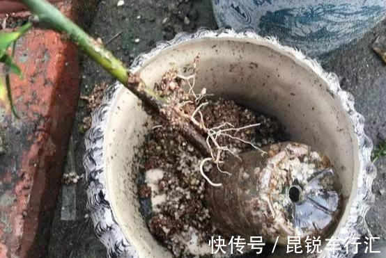 砧木|花开像月季,易爆花,-20℃冻不死,好养活不生病,比桂花香10倍