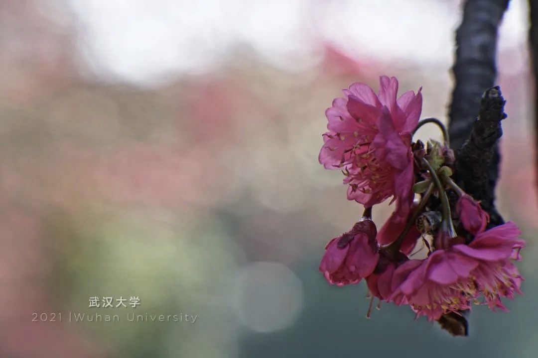 你们等了一年的樱花，开了