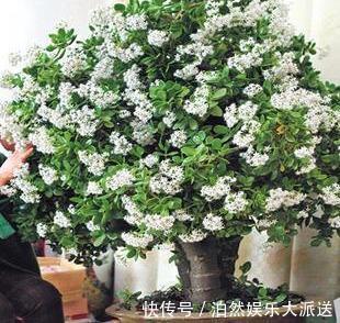 玉树|适宜客厅养的3种耐旱花,30天浇一次,茎壮花爆盆,叶子巴掌大