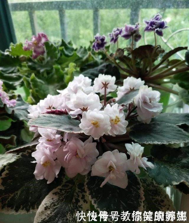 绿萝|七种耐阴的开花植物，好养如绿萝，花期不短，适合室内、北阳台养！