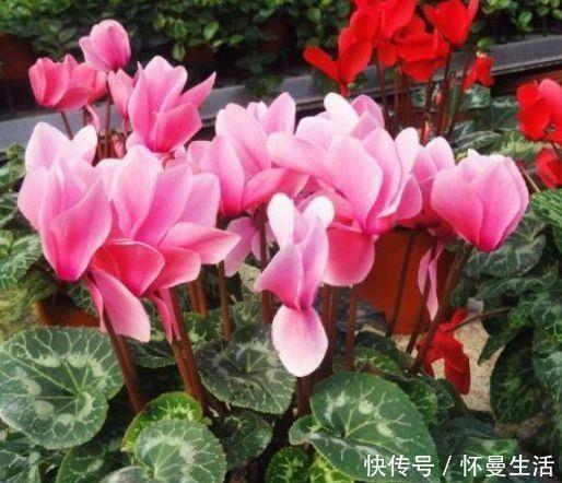 浇灌|5种漂亮花,好养易活,花开不断,枝头窜满花苞,美