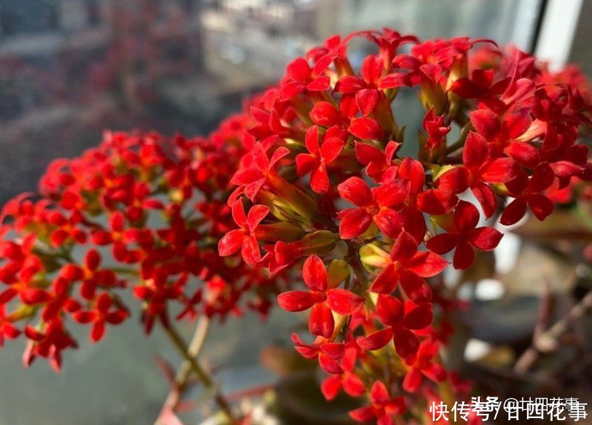 磷酸二氢钾，是养花“双刃剑”，用好了花多色艳，用不好伤害植株