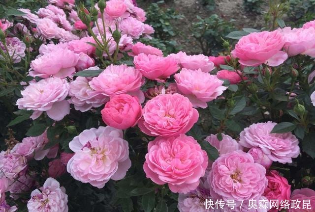 阳台盆栽佳品—浓香型月季,养护容易,四季开花,一卉能熏一室香