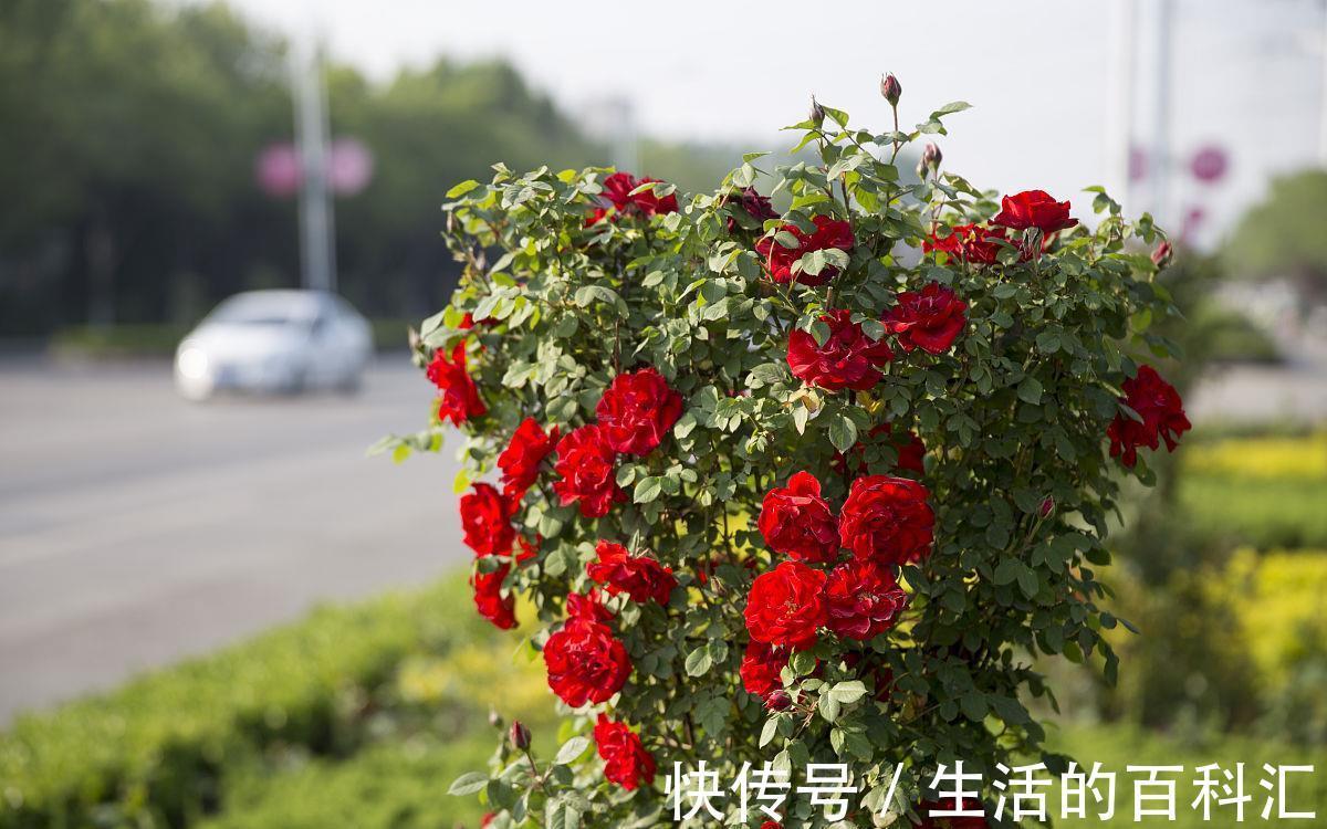 铁线莲|喜欢爬藤花,就养这四种,轻松一养就成花瀑布,香味还浓