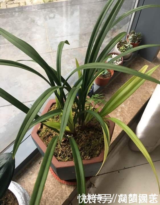 盆景|养兰花,花盆要选对,用“高脚盆”,钻几个洞,养兰花最合适