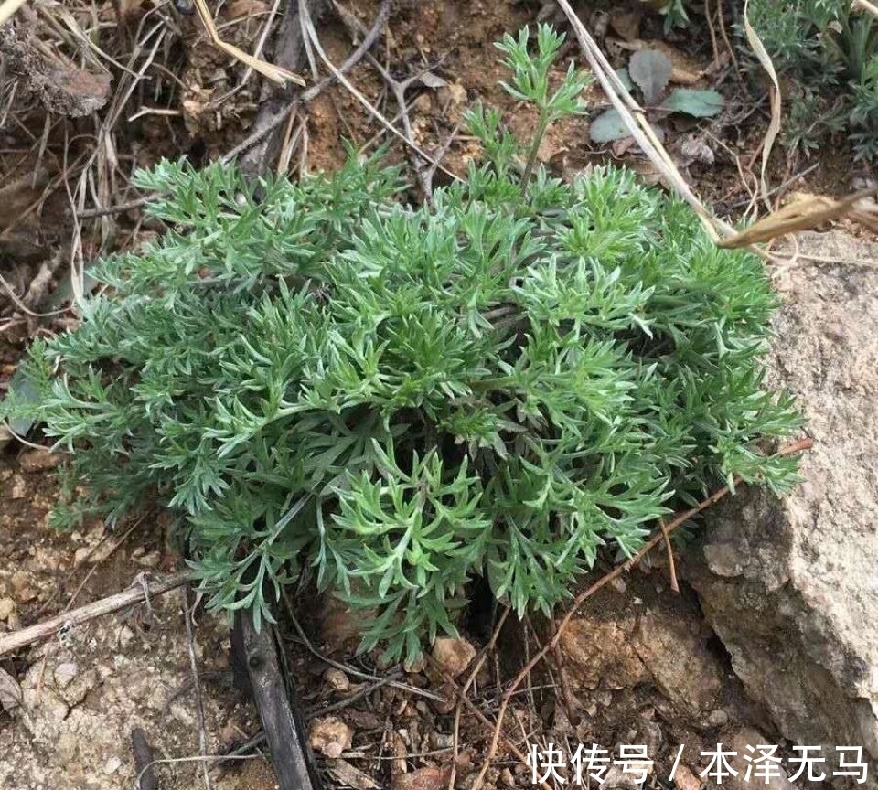 价值|农村这种植物别名茵陈，煮水原来价值那么高，好多人还不知道