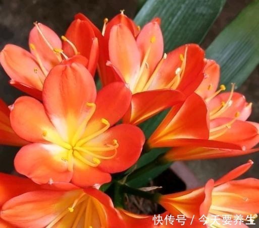 自制|教你自制“氮磷钾肥”,君子兰最爱吃,30天喂一次,长势不会差!