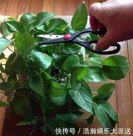 修剪|家有长寿花，还没“修剪”小心晚了时间，秋天不开花！