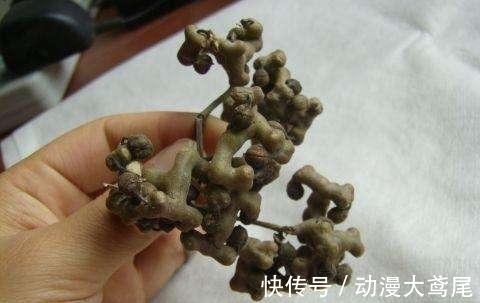 拐枣|李时珍都称它为“千杯不倒”, 喝酒前吃点它, 酒精都会“后退”