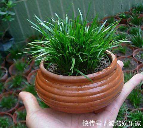 神仙草|奶奶无意盆栽了一棵绿植,满屋子都是清香,出门不用喷香水了